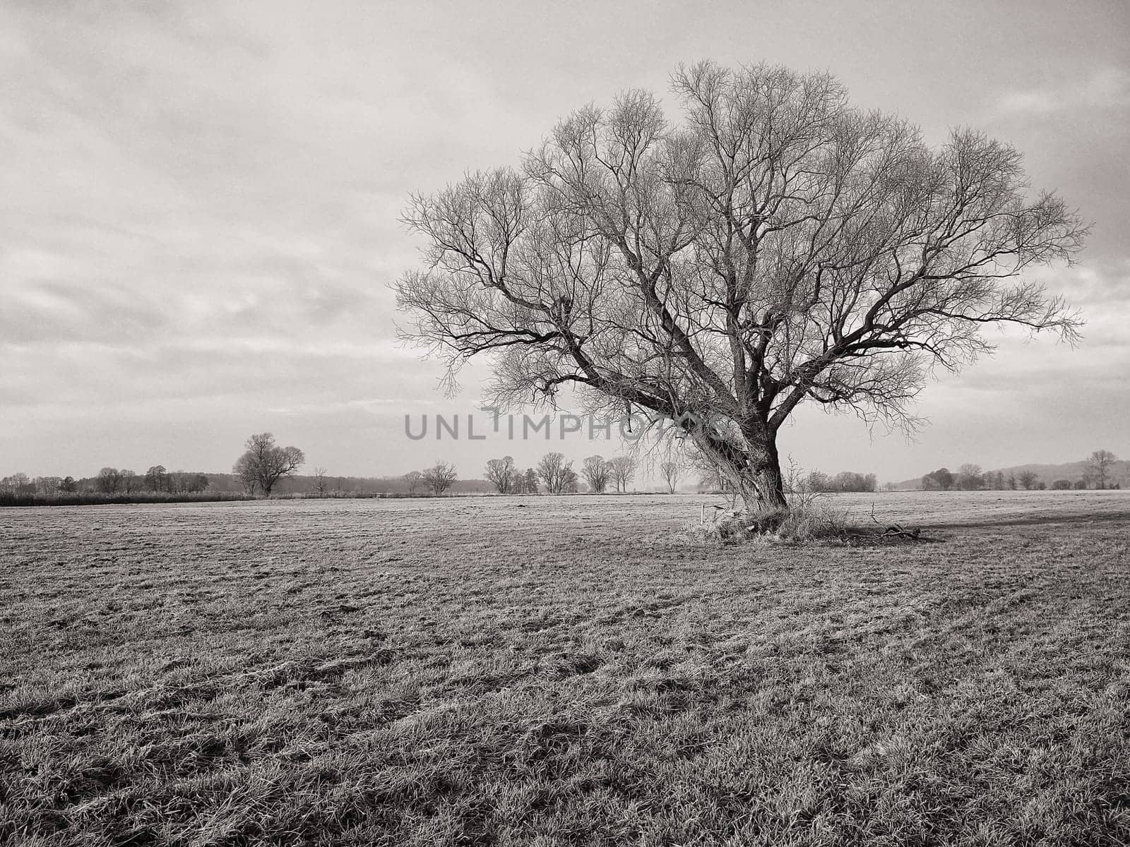 lonely tree in field in winter