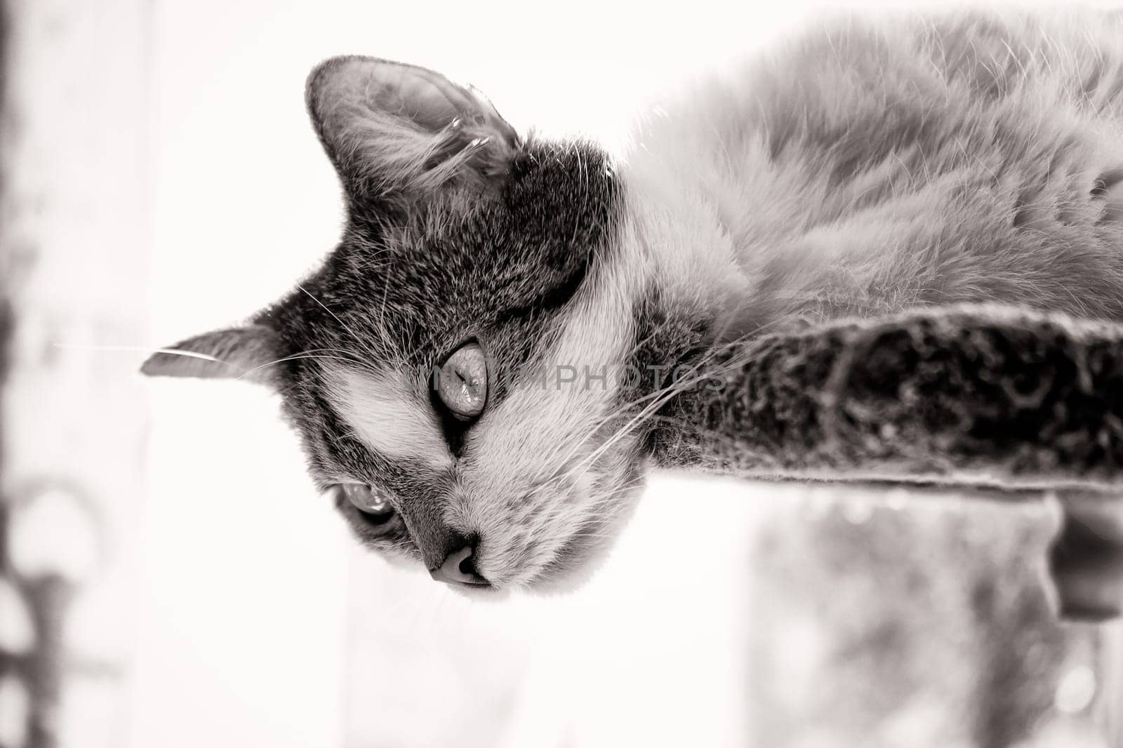 female domestic cat, European Shorthair