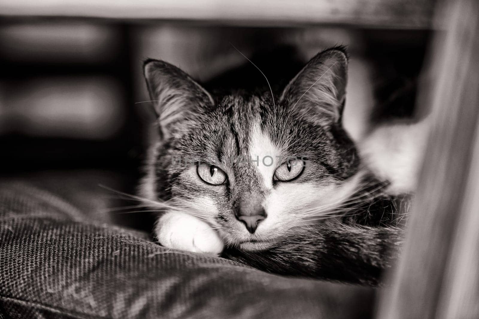 female domestic cat, European Shorthair