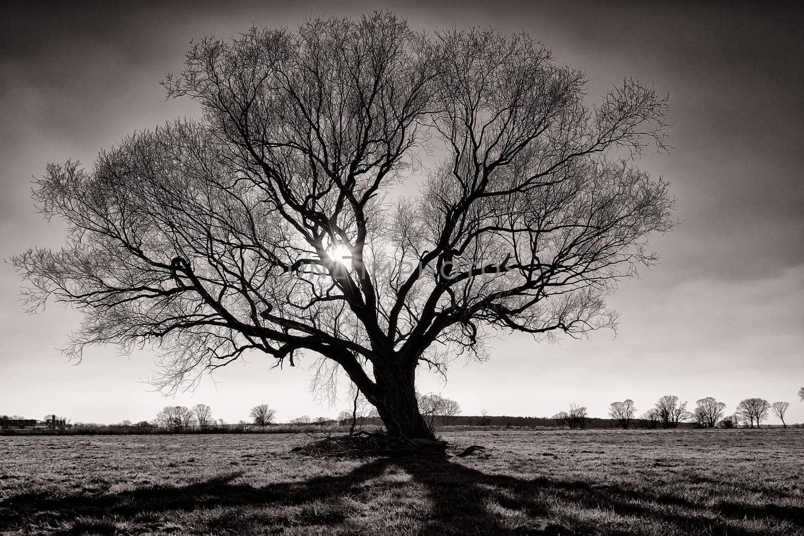 lonely tree in field in winter