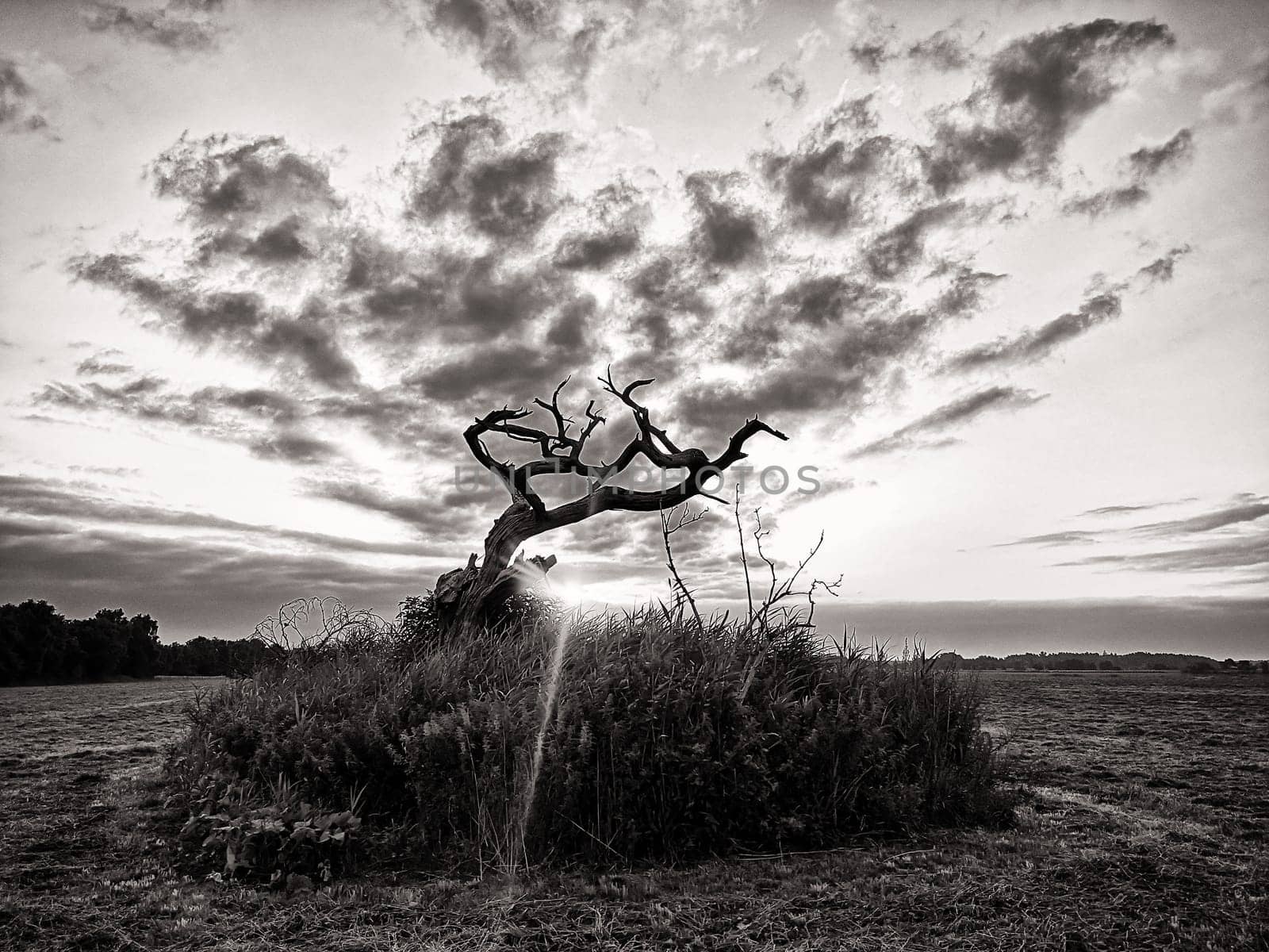 dead tree at sunrise, Fischland-Darß peninsula