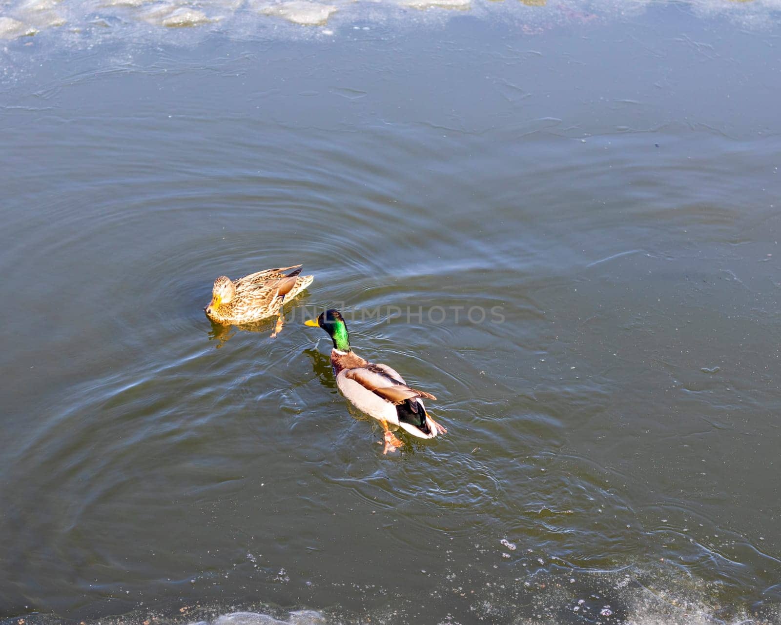 Ducks on frozen lake