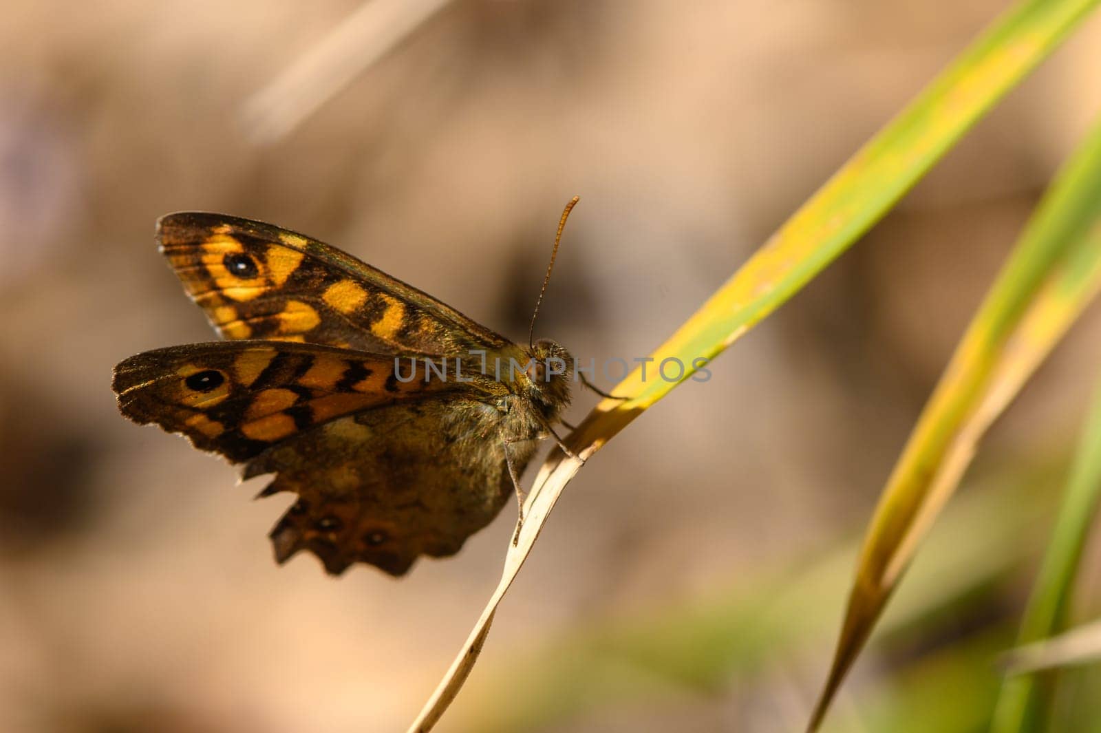 A bright butterfly displays intricate patterns as it rests on a leaf, surrounded by blurred hues of nature in sunlight.