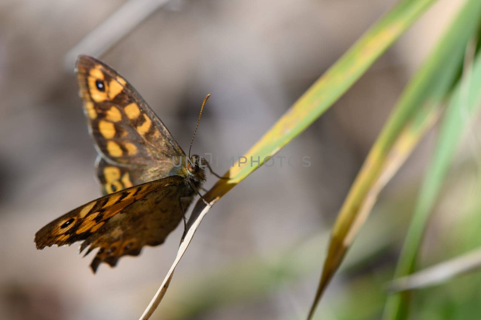 Delicate butterfly rests on a green blade, showcasing intricate wing patterns in the gentle glow of midday sun.