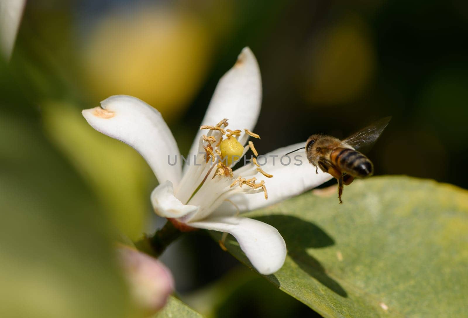 A busy bee flits from flower to flower in a vibrant garden, collecting nectar on a bright day filled with sunlight.