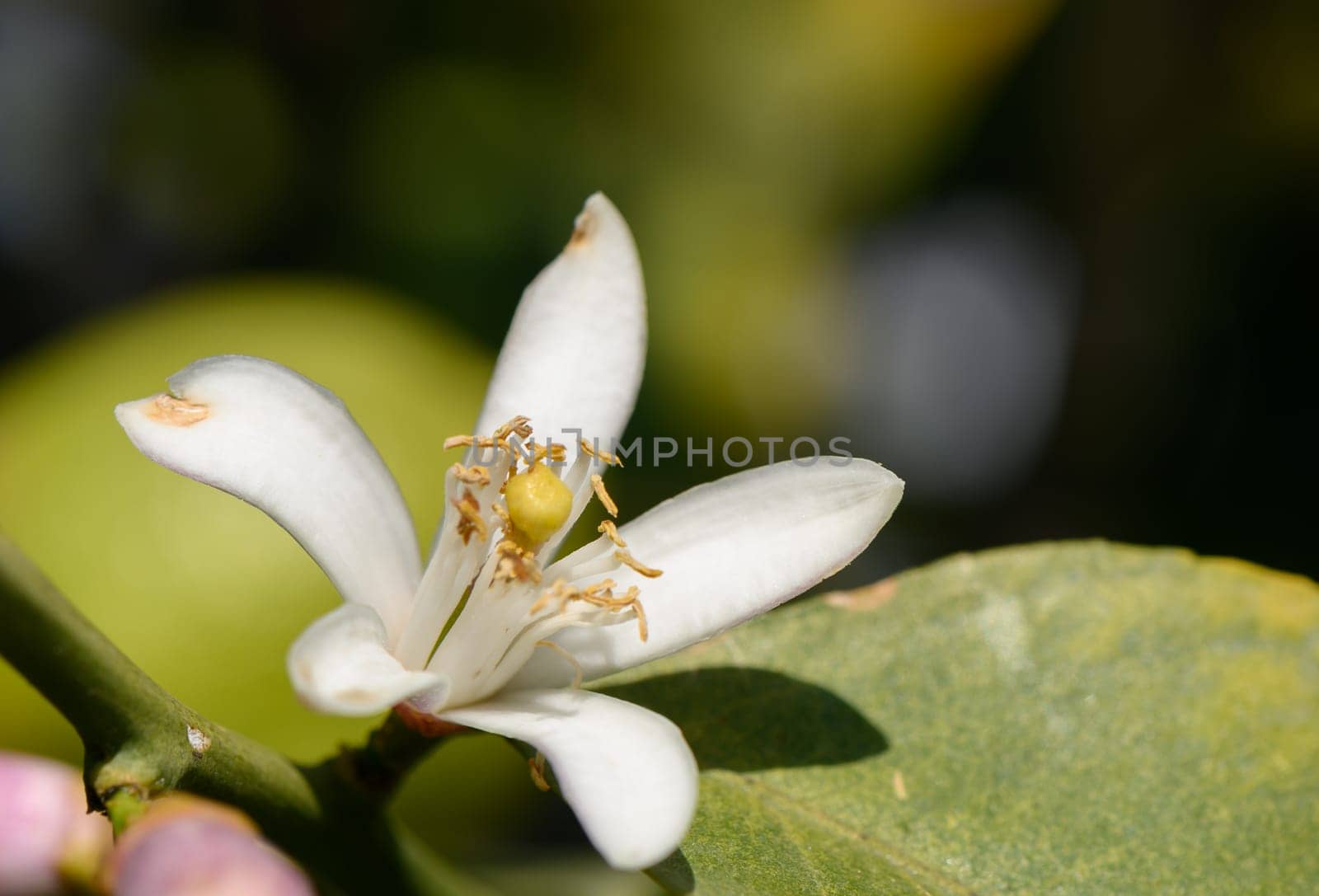 Delicate white flower emerges amidst lush green foliage, showcasing natural beauty in a tranquil garden setting.