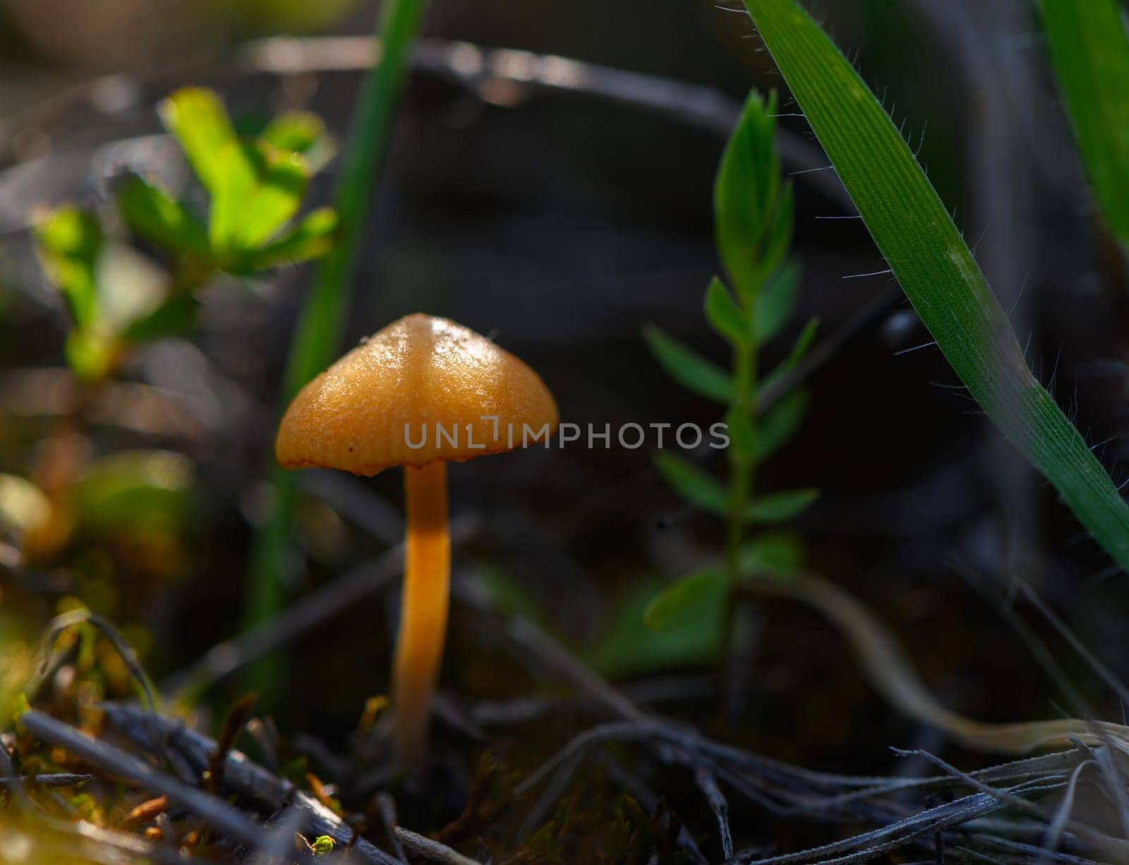 A delicate golden mushroom stands amidst green foliage, illuminated by soft light during the tranquil evening.