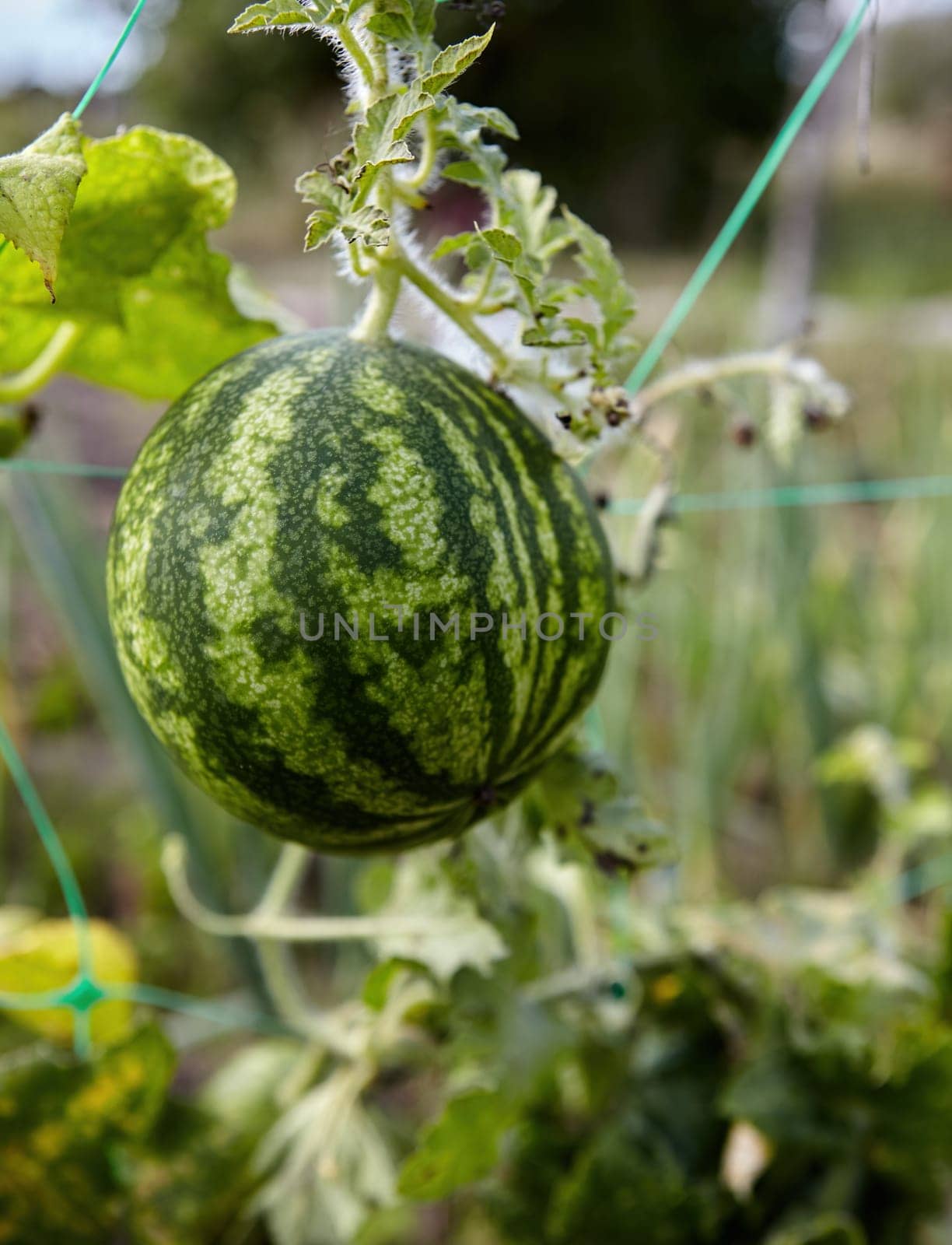 A small watermelon hangs from a vine in a sunny garden, surrounded by green leaves. This vibrant fruit is maturing in the summer, indicating a bountiful harvest ahead.