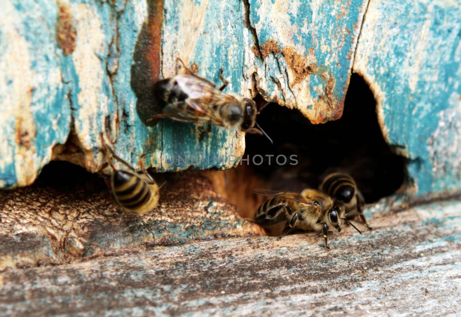 Close-up of bees actively entering and leaving a worn wooden hive, showcasing their busy activity in a vibrant outdoor garden environment.