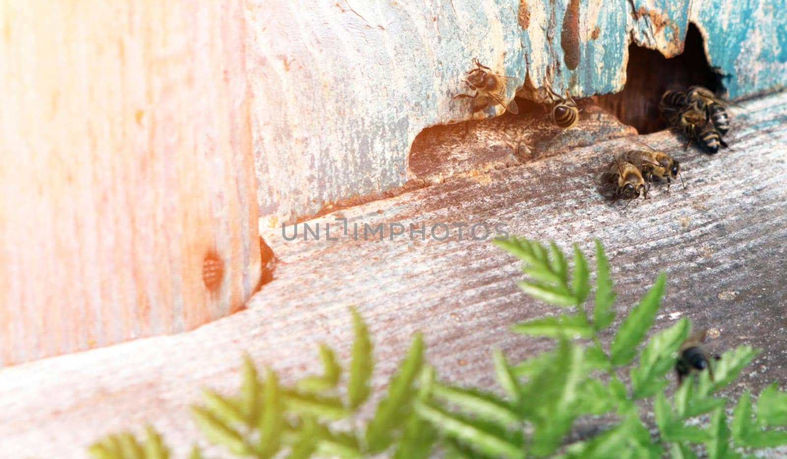 Honeybees are actively entering and exiting a rustic wooden hive, surrounded by lush green plants in a bright setting.