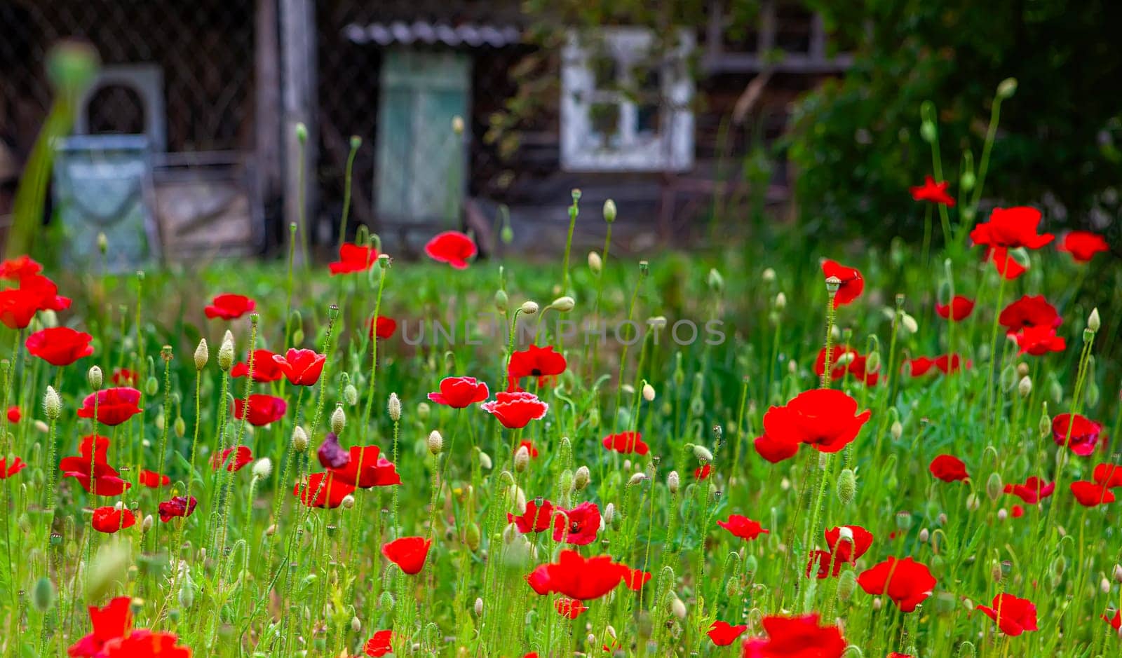 Bright red poppies fill the garden with color, contrasting against a rustic wooden backdrop and softly swaying in a gentle breeze.