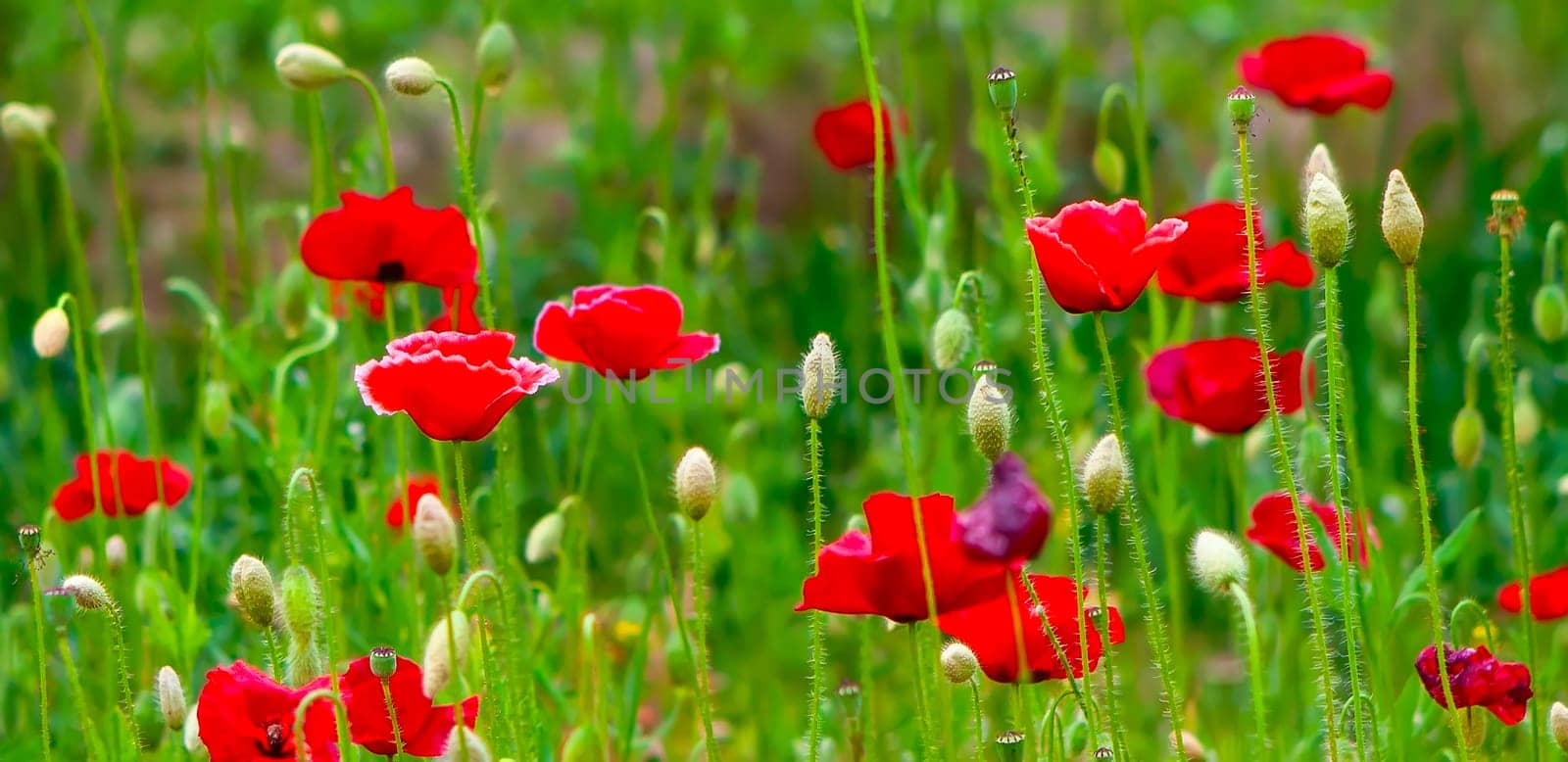 Bright red poppies flourish in a sunny meadow, surrounded by lush green grass and budding flowers during a beautiful spring day.