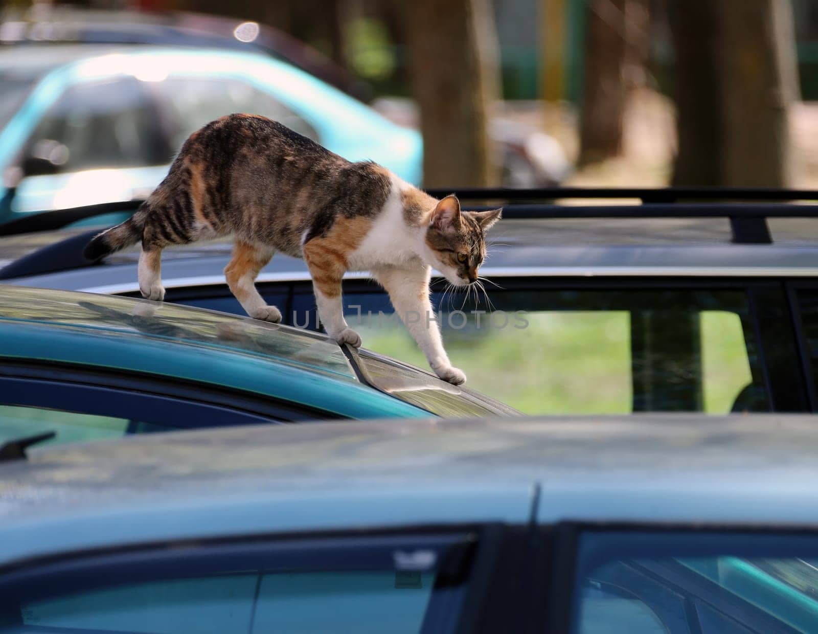 A curious cat explores the tops of parked cars in a vibrant parking lot during daylight, showcasing its playful nature.