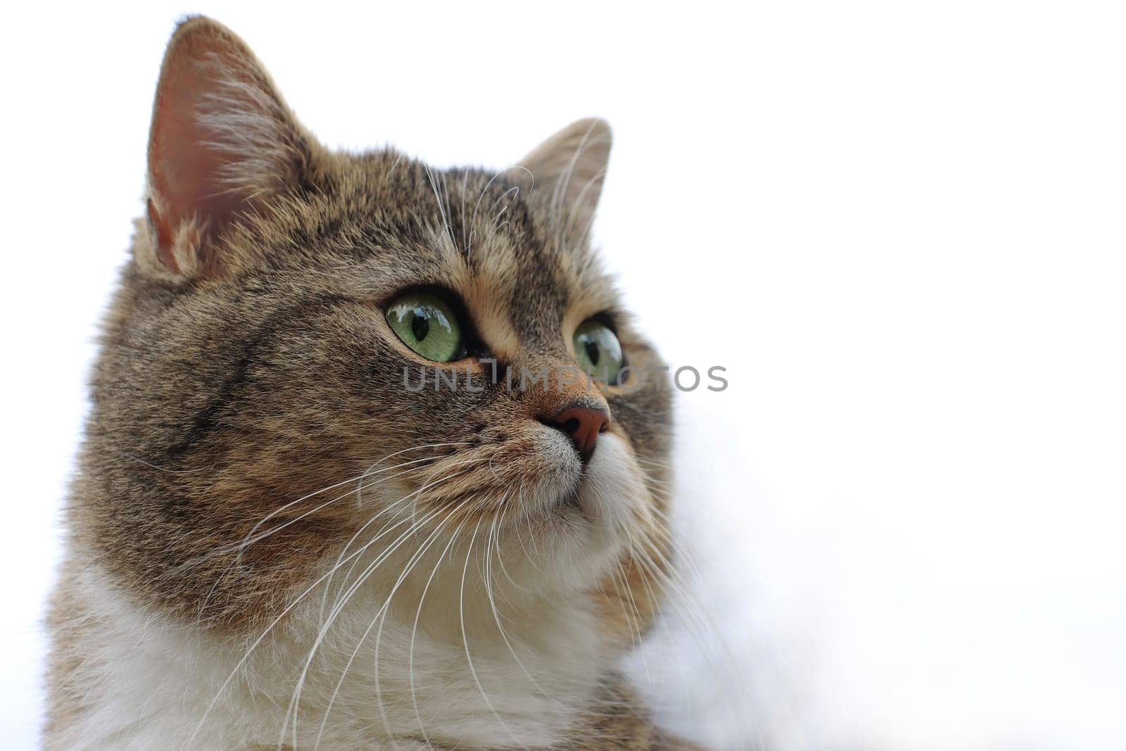 Nahaufnahme von dem hübschen Gesicht einer jungen Katze