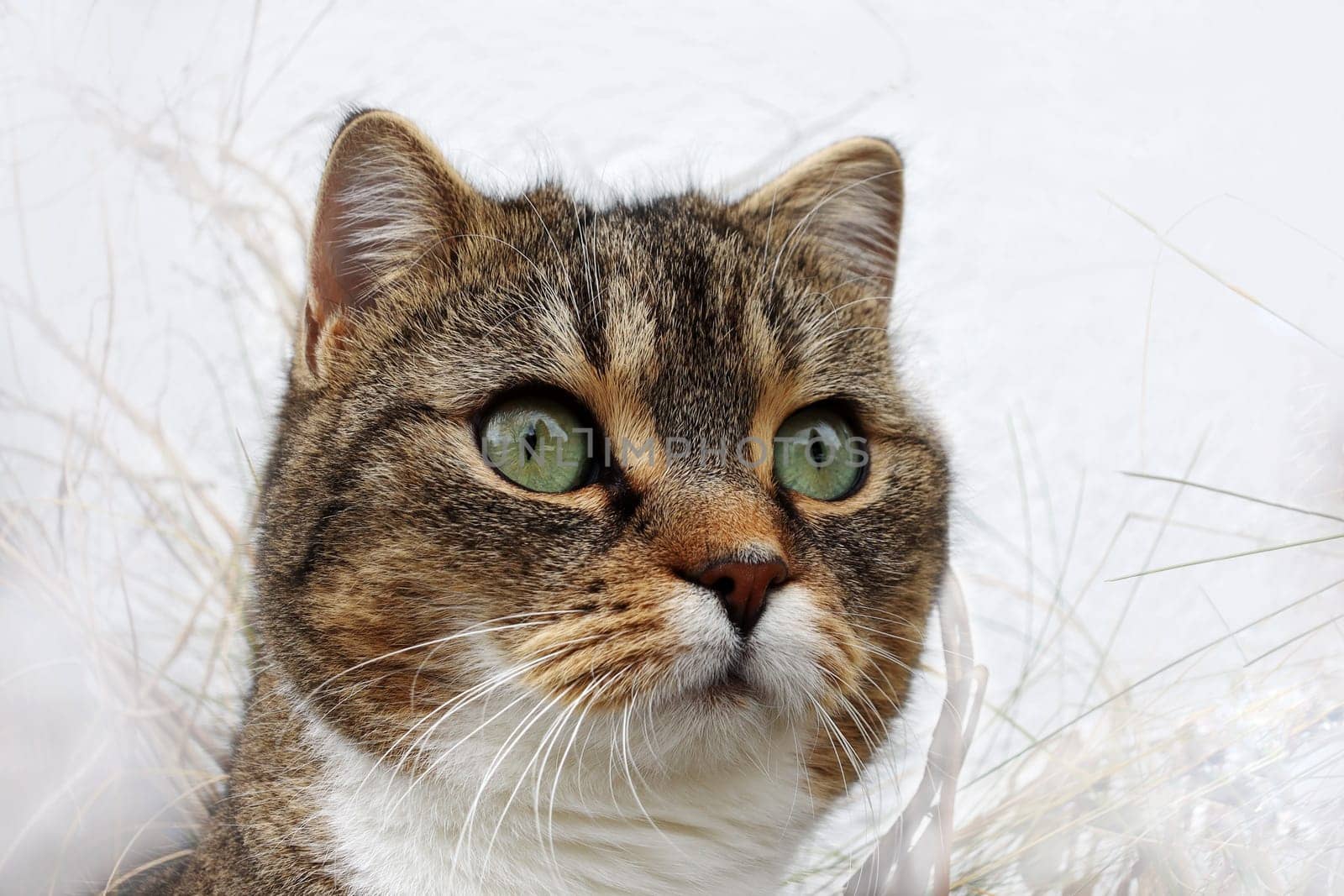 Niedliche Weitwinkelaufnahme von dem hübschen Gesicht einer jungen Katze