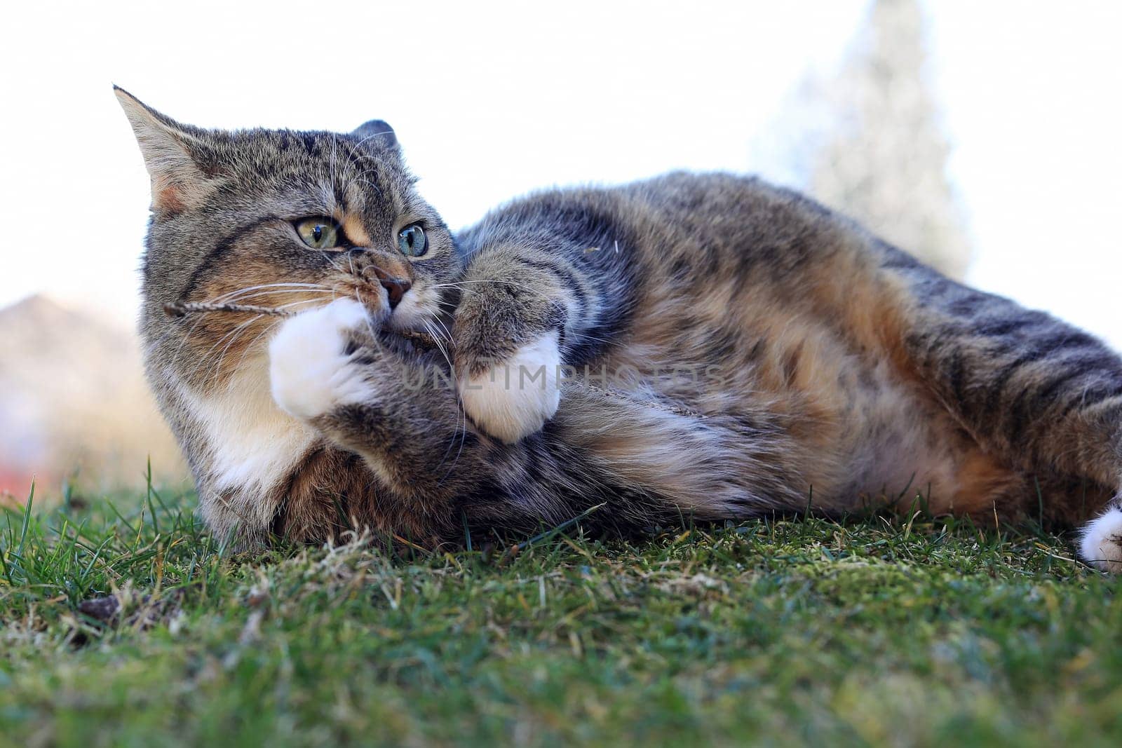 Lustiges Foto von einer jungen Katze die mit einem Zweig spielt und reinbeißt