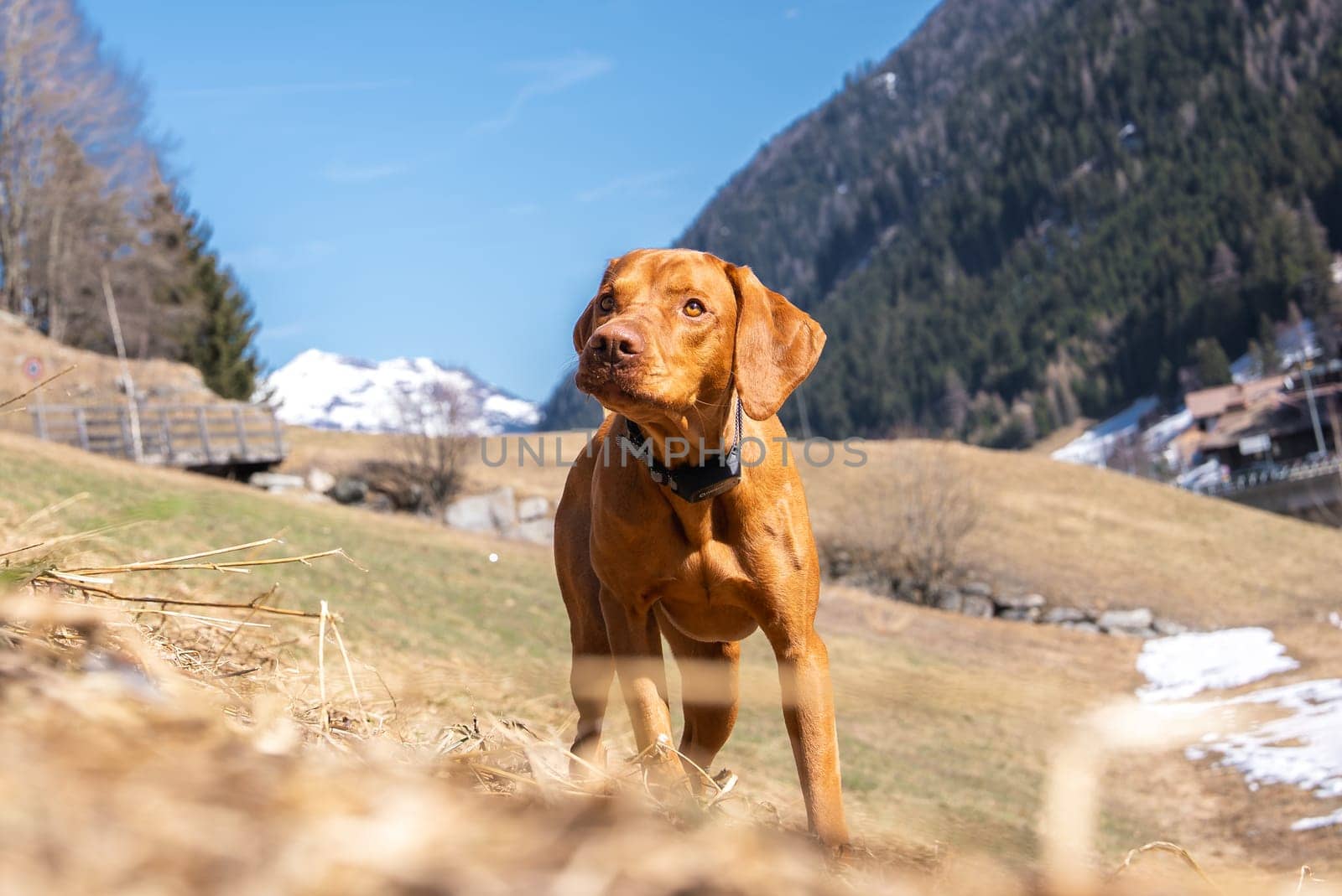 A Vizsla dog with a reddish brown coat and black collar runs on dry grass with patches of melting snow, set against forested hills and alpine peaks.