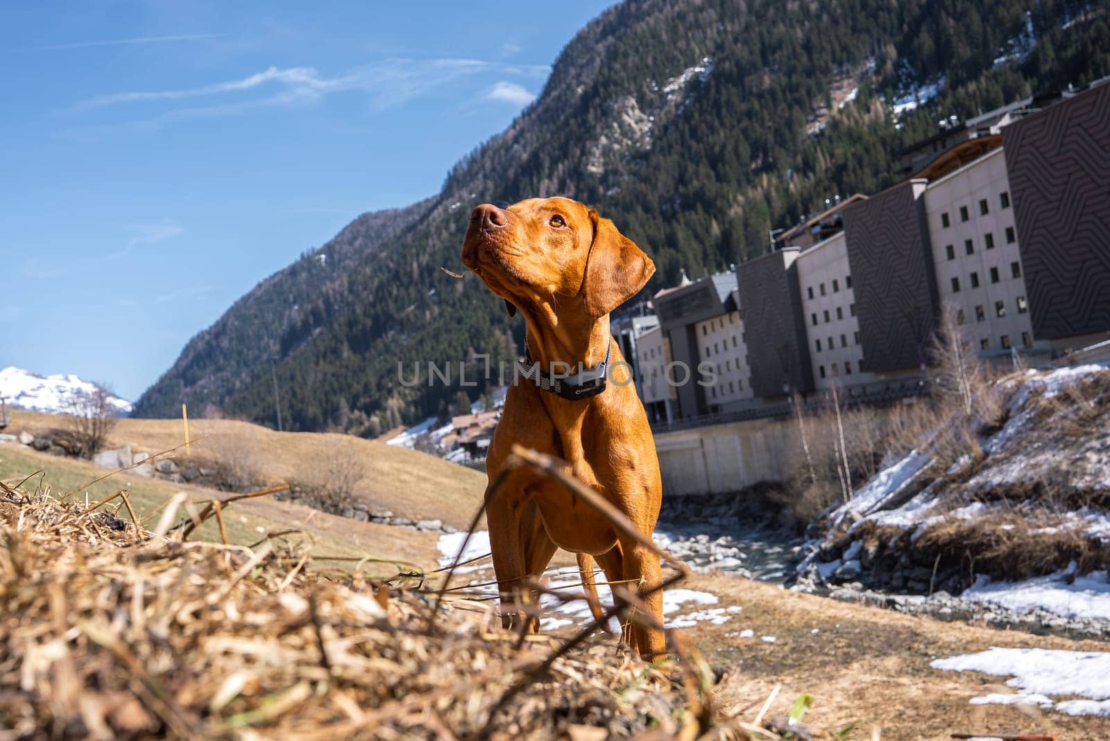 A Vizsla dog stands mid motion on a grassy, snowy embankment near a stream. Mountains, evergreen trees, and modern buildings are visible under a bright blue sky.