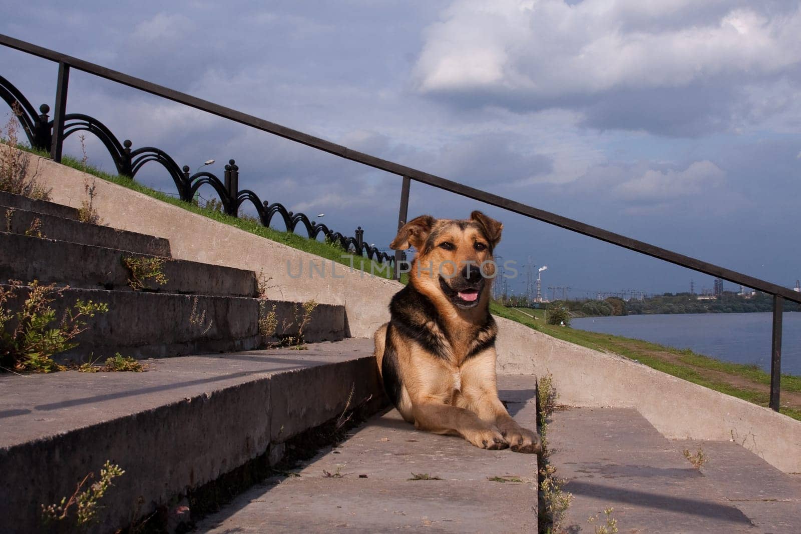 The dog is a pet, one of the most popular. Placental mammal of the order of the carnivorous canine family.