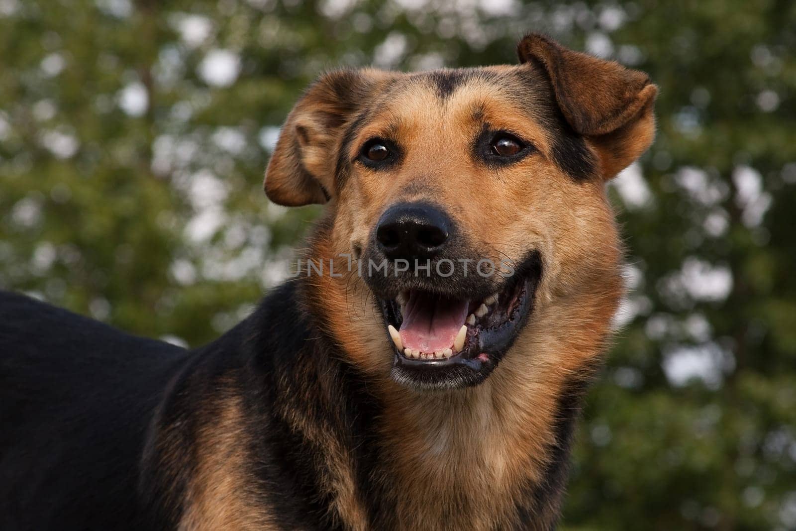 The dog is a pet, one of the most popular. Placental mammal of the order of the carnivorous canine family.