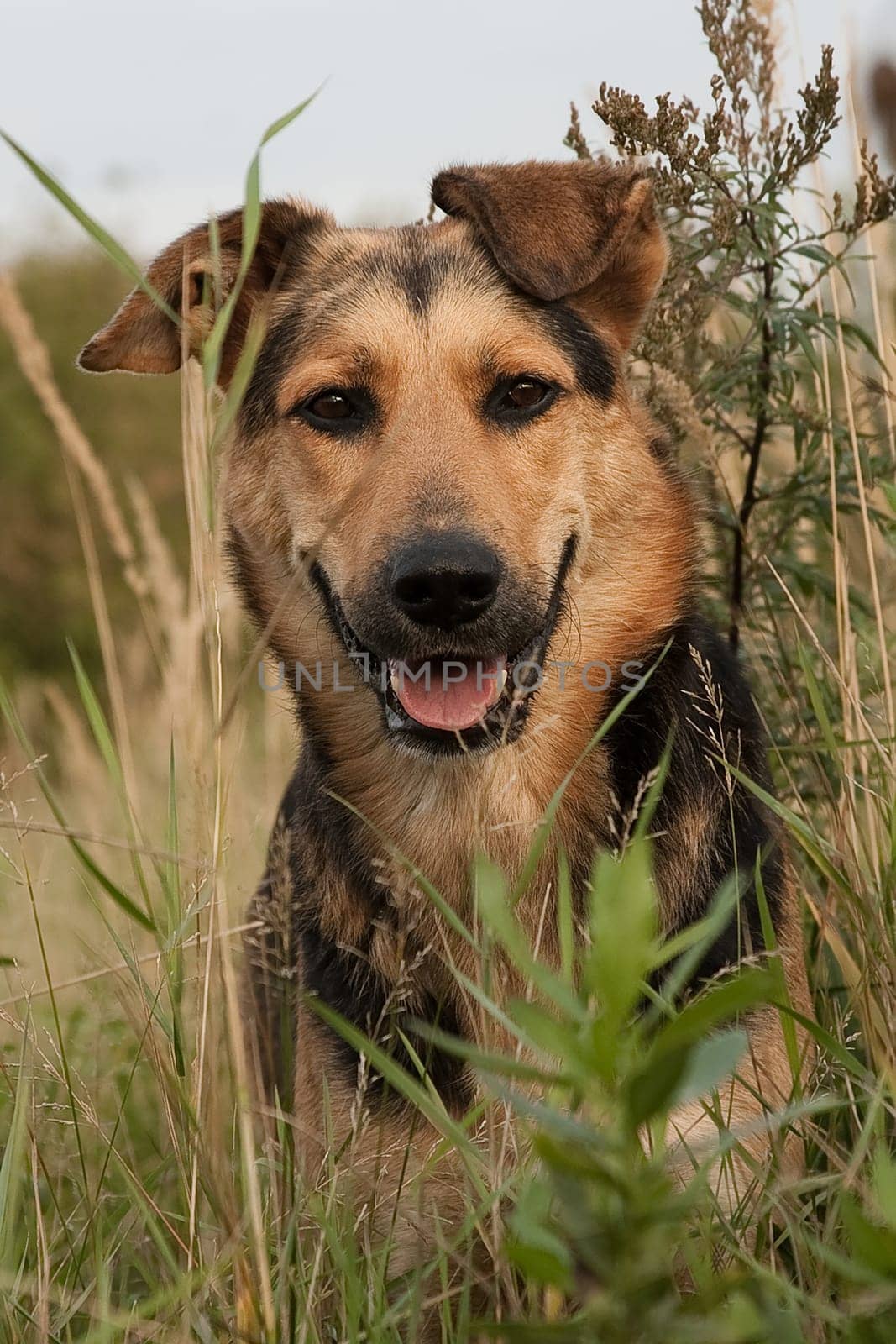The dog is a pet, one of the most popular. Placental mammal of the order of the carnivorous canine family.