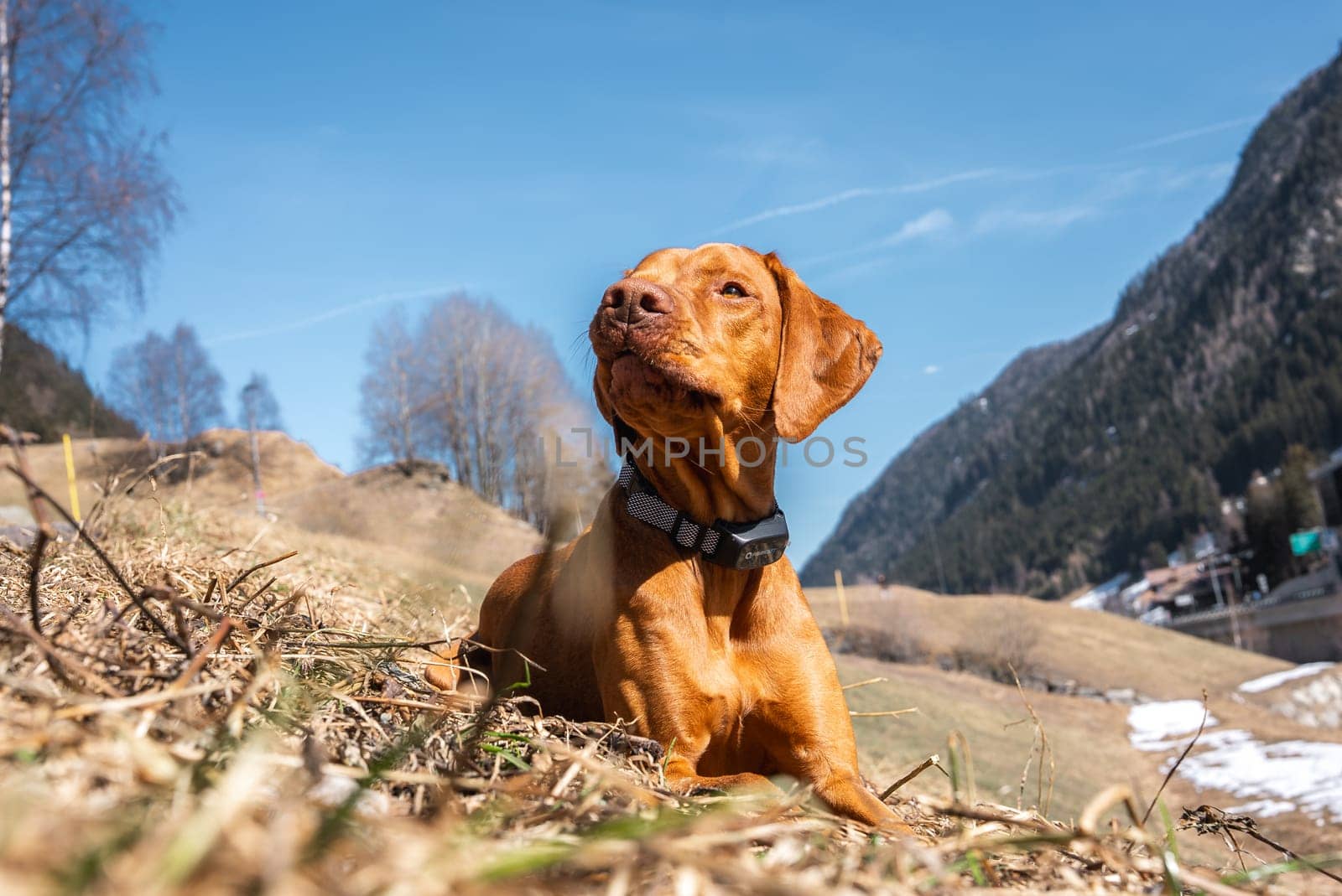 A Vizsla dog lies on a grassy hillside, gazing upward. The scene includes snow dusted mountains, sparse trees, and a distant village under a clear sky.