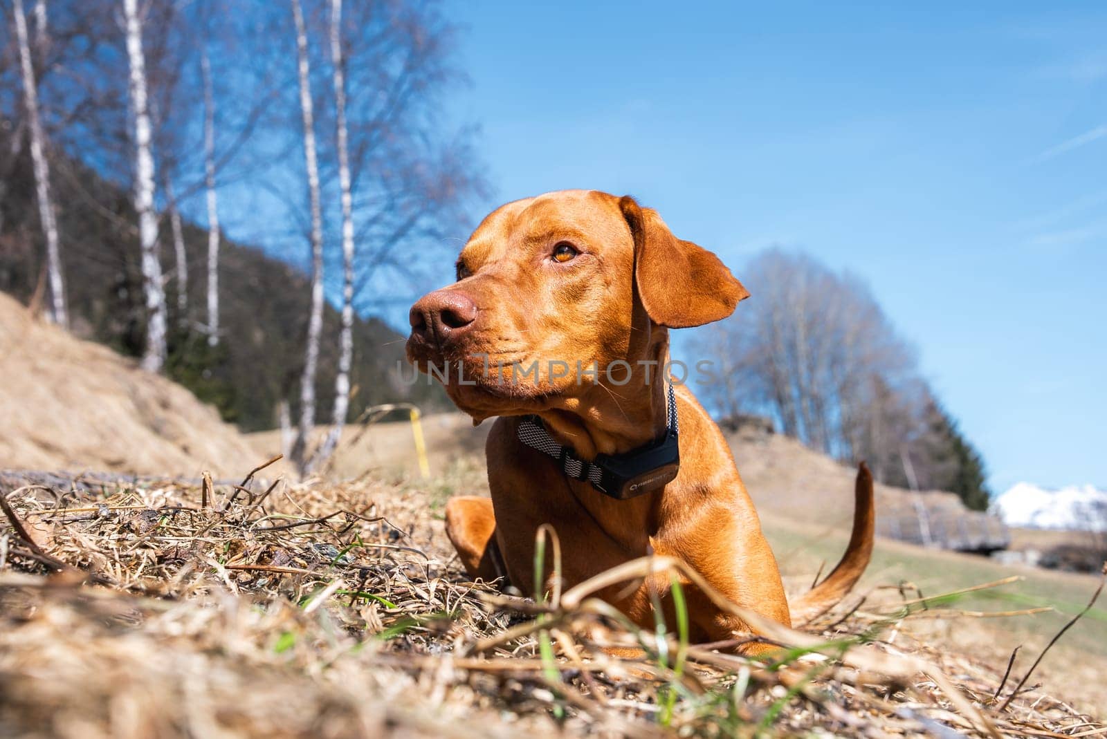 A Vizsla dog lies on a grassy field under a clear blue sky, surrounded by bare birch trees and distant snow capped mountains in an alpine setting.