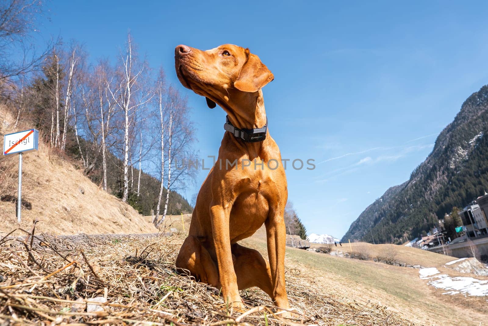 A Vizsla dog sits attentively on a grassy hill near Ischgl, Austria, surrounded by snow capped mountains, sparse trees, and a clear blue sky.
