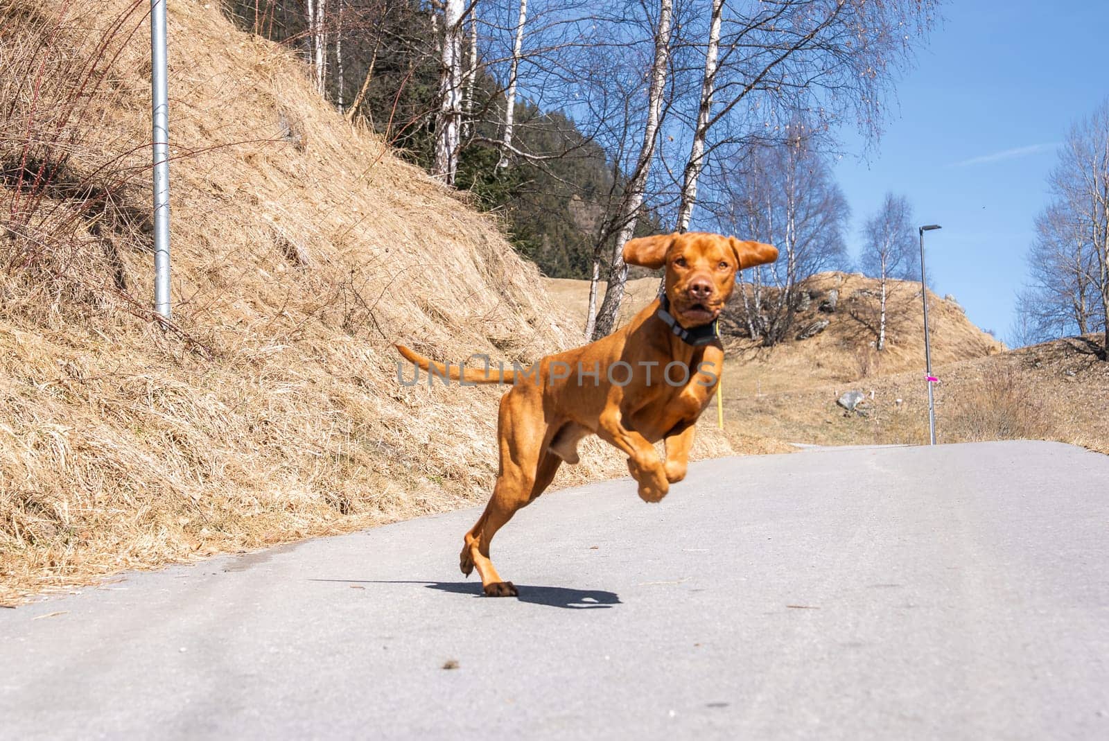 A Vizsla dog runs energetically on a paved path surrounded by dry grass and sparse birch trees under a clear blue sky, with a lamppost in view.