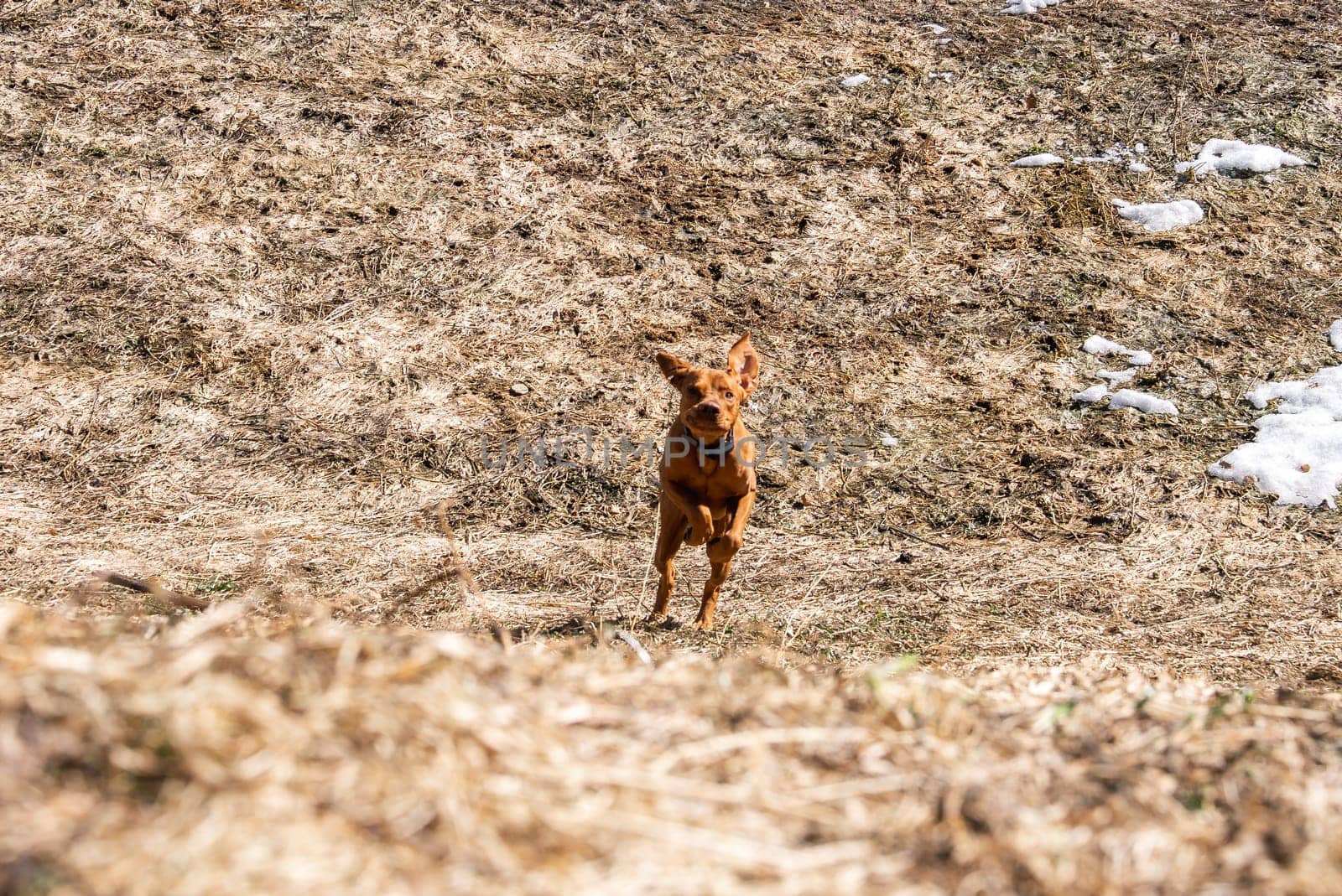 A Vizsla dog runs on a dry, grassy hillside with melting snow patches. The dog's vibrant coat contrasts with the muted tones of the rugged terrain.