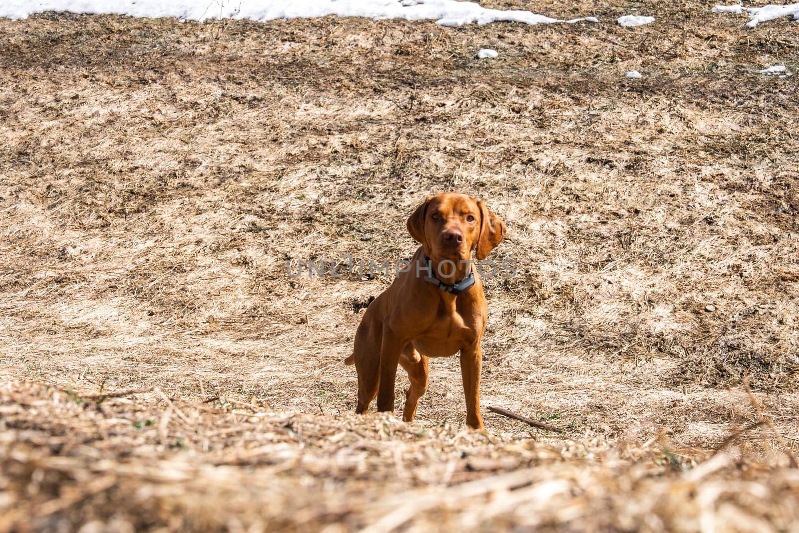 A reddish brown Vizsla dog with a black collar stands in a dry field with scattered snow, showcasing a late winter or early spring landscape.