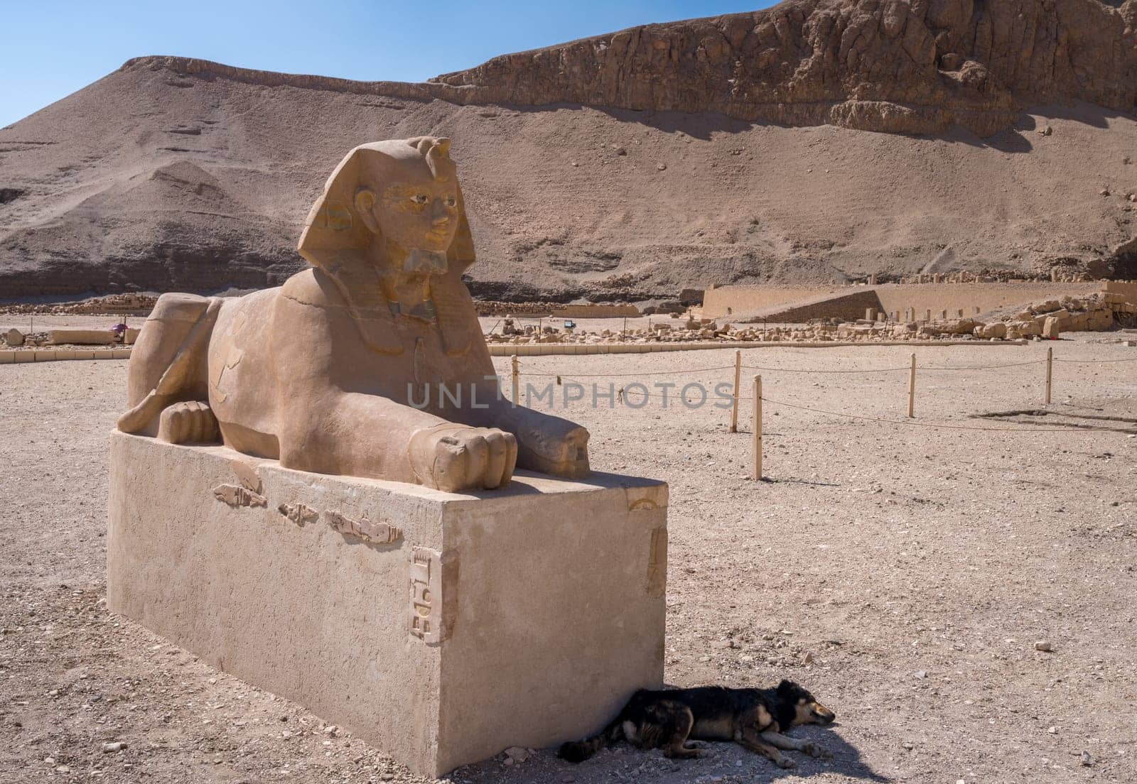 Sphinx statue in the grounds of Hatshepsut temple near Luxor, Egypt with stray dog inn the shade