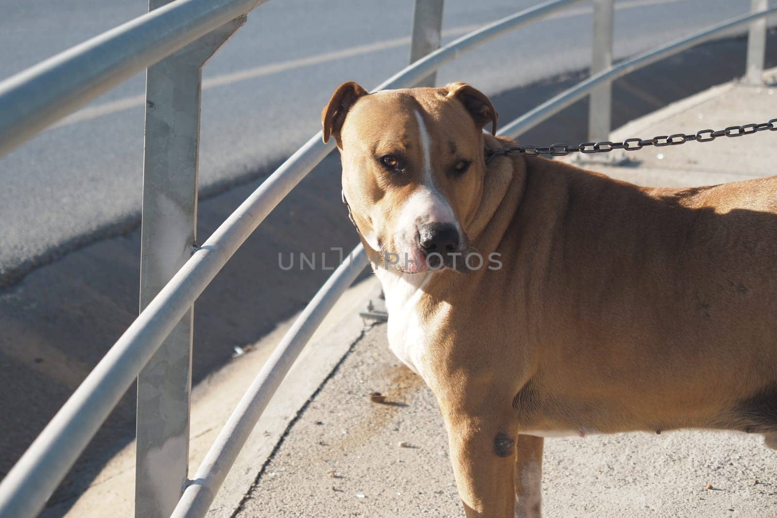 A brown and white dog stands on a leash beside a railing.