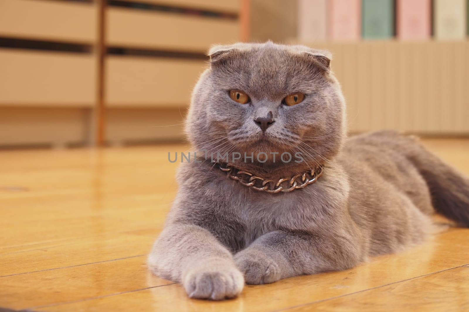 A gray Scottish Fold cat relaxes comfortably on a wooden floor.