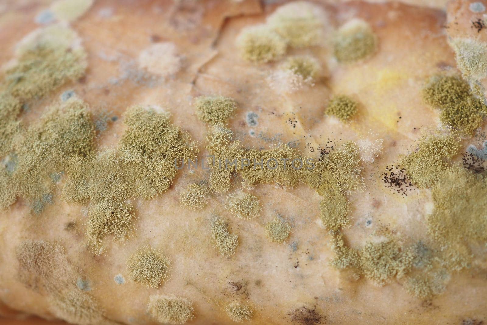 Close-up of bread covered in various types of mold after prolonged storage.