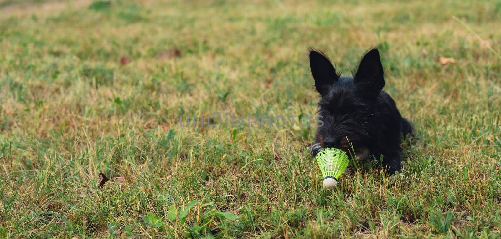 Dog play with yellow shuttlecock lie on green grass. Furry friends Outside recreation and fresh air. Healthy lifestyle nature connection sport summer activities. Stress relief hobby healthcare