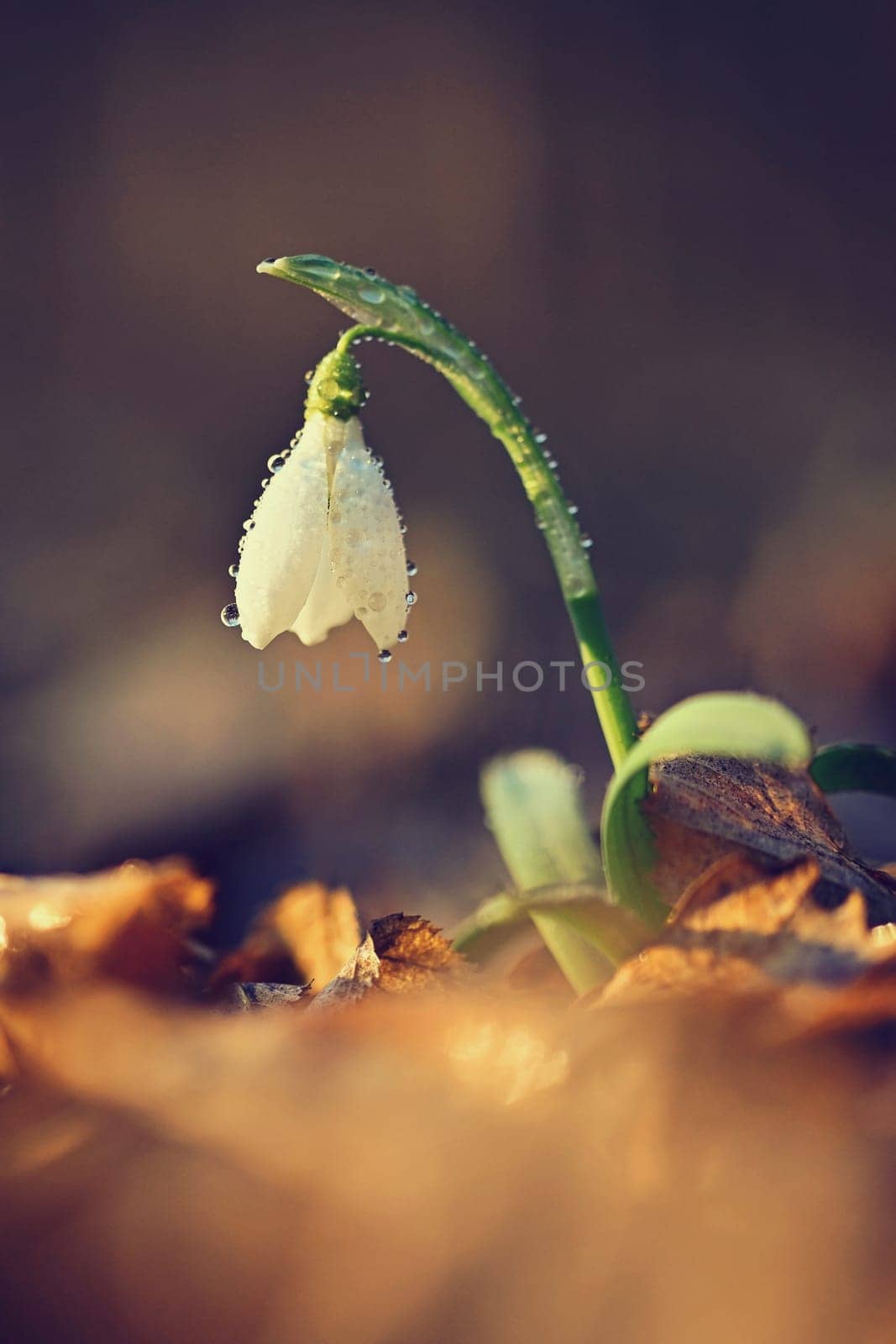 Spring background. Beautiful first spring flowers for the beginning of spring time and season. Concept for nature and environment.
