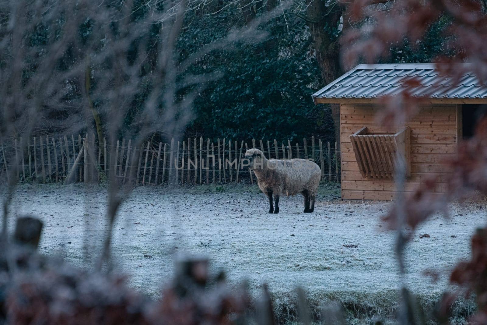 Sheep stands in a snow-covered field on a cold winter morning, with a small wooden shed in the background.