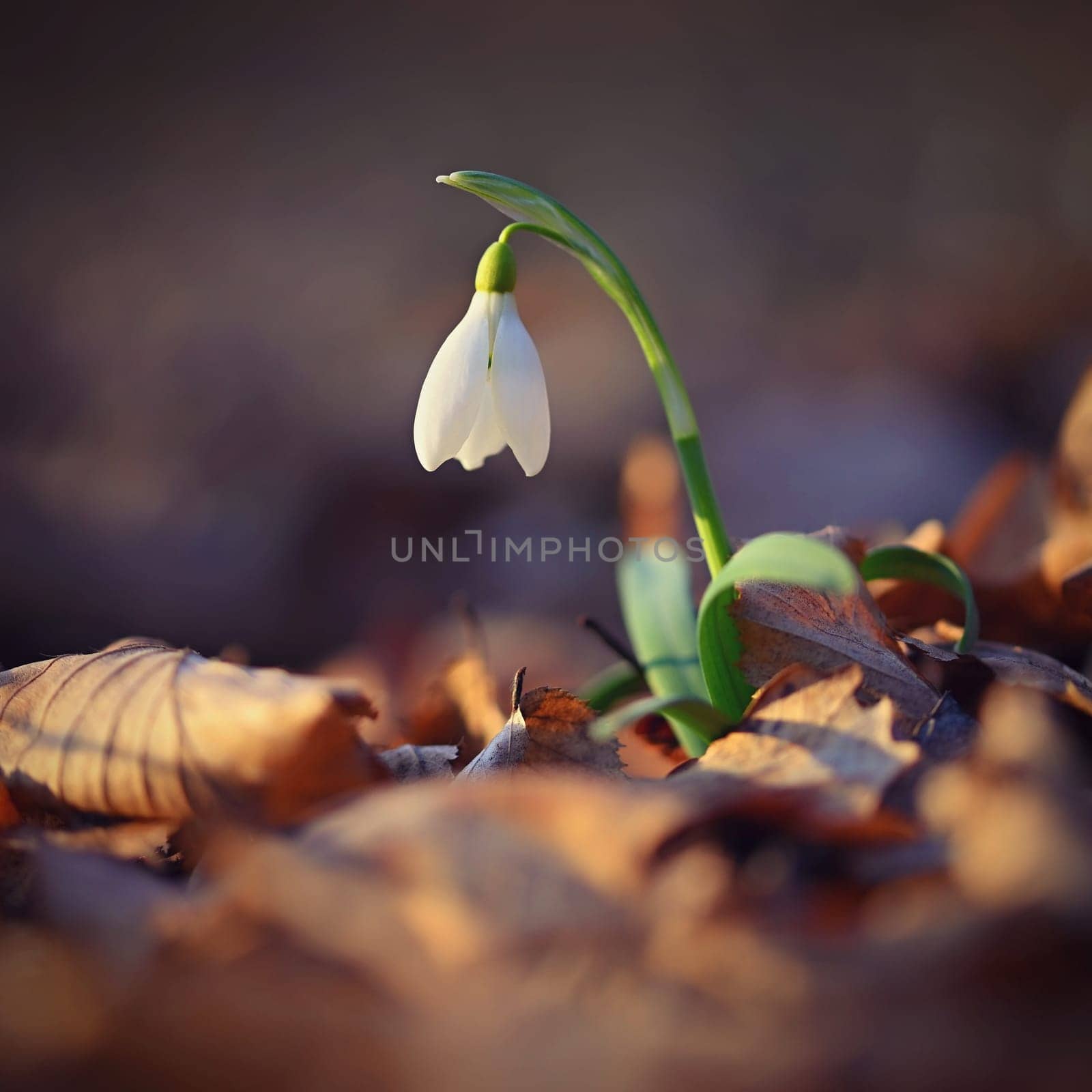 Spring background. Beautiful first spring flowers for the beginning of spring time and season. Concept for nature and environment.