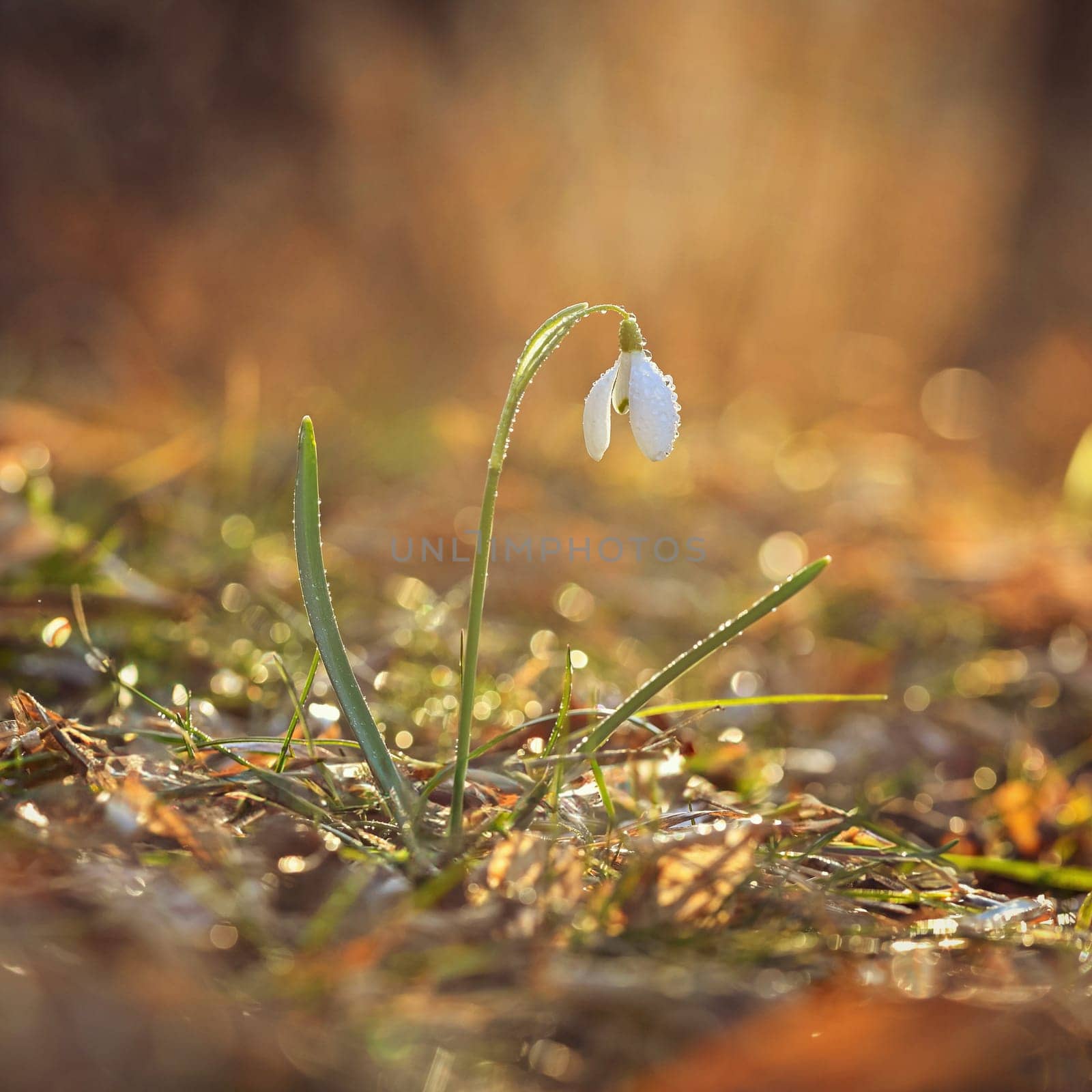 Spring background. Beautiful first spring flowers for the beginning of spring time and season. Concept for nature and environment.