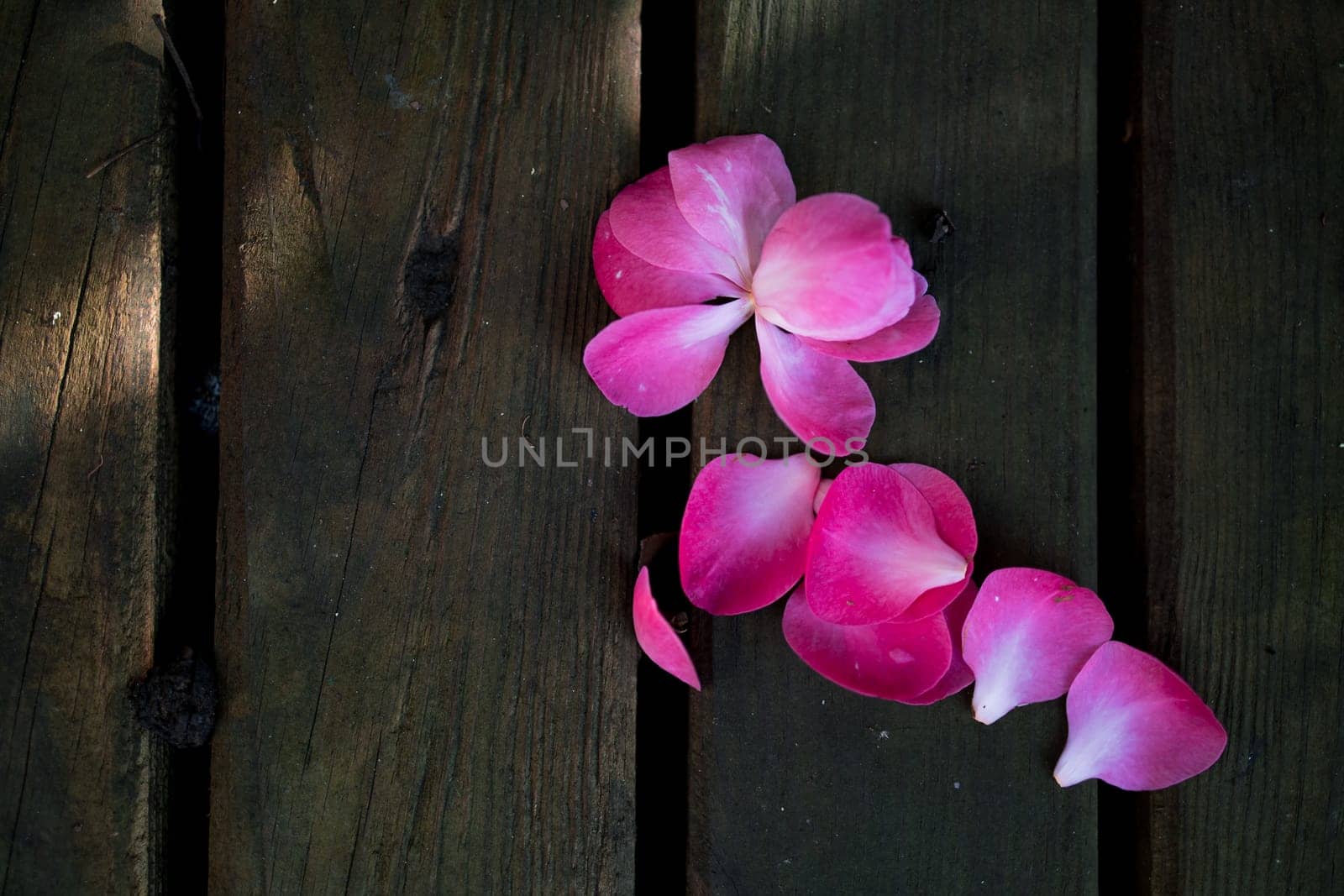 Pink camellia petals on rustic wooden planks in soft natural light.