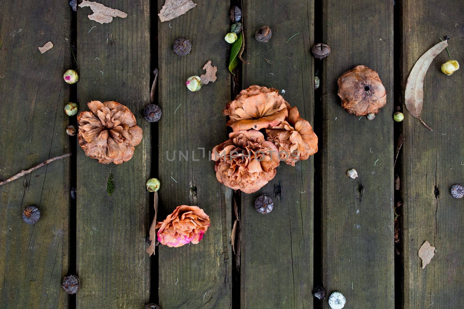 Autumn leaves and seeds on wooden deck. Natures rustic display.
