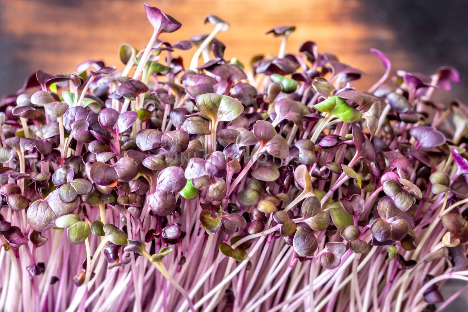 Tender radish microgreens with bold red and purple hues, crisp and nutritious
