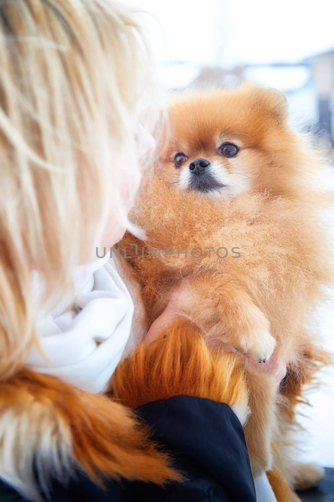 A blonde woman strolls through the snow with her fluffy Pomeranian, highlighting their special bond.