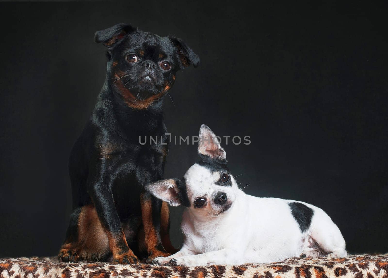 A black dog of the Piti Brabancon breed and a white dog of the Chihuahua breed sit and lie indoors on a black background in the studio on a tiger bed
