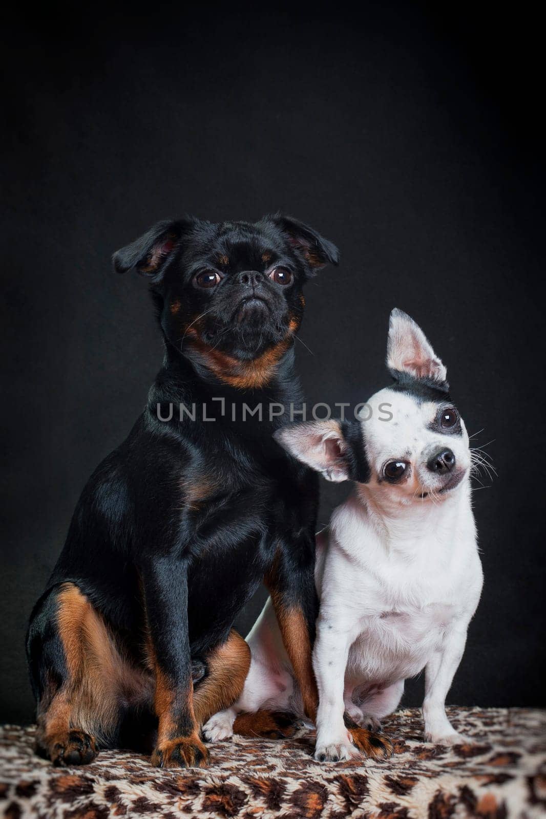A black dog of the Piti Brabancon breed and a white dog of the Chihuahua breed are sitting indoors on a black background in the studio on a tiger litter