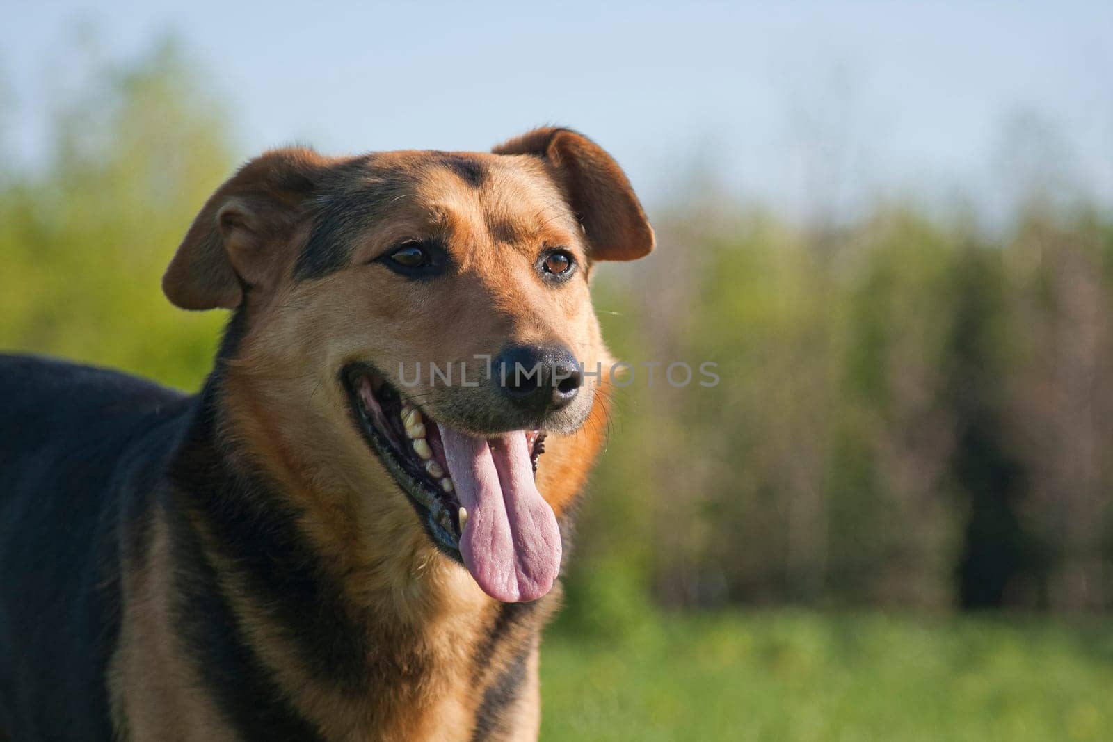 The dog is a pet, one of the most popular. Placental mammal of the order of the carnivorous canine family.