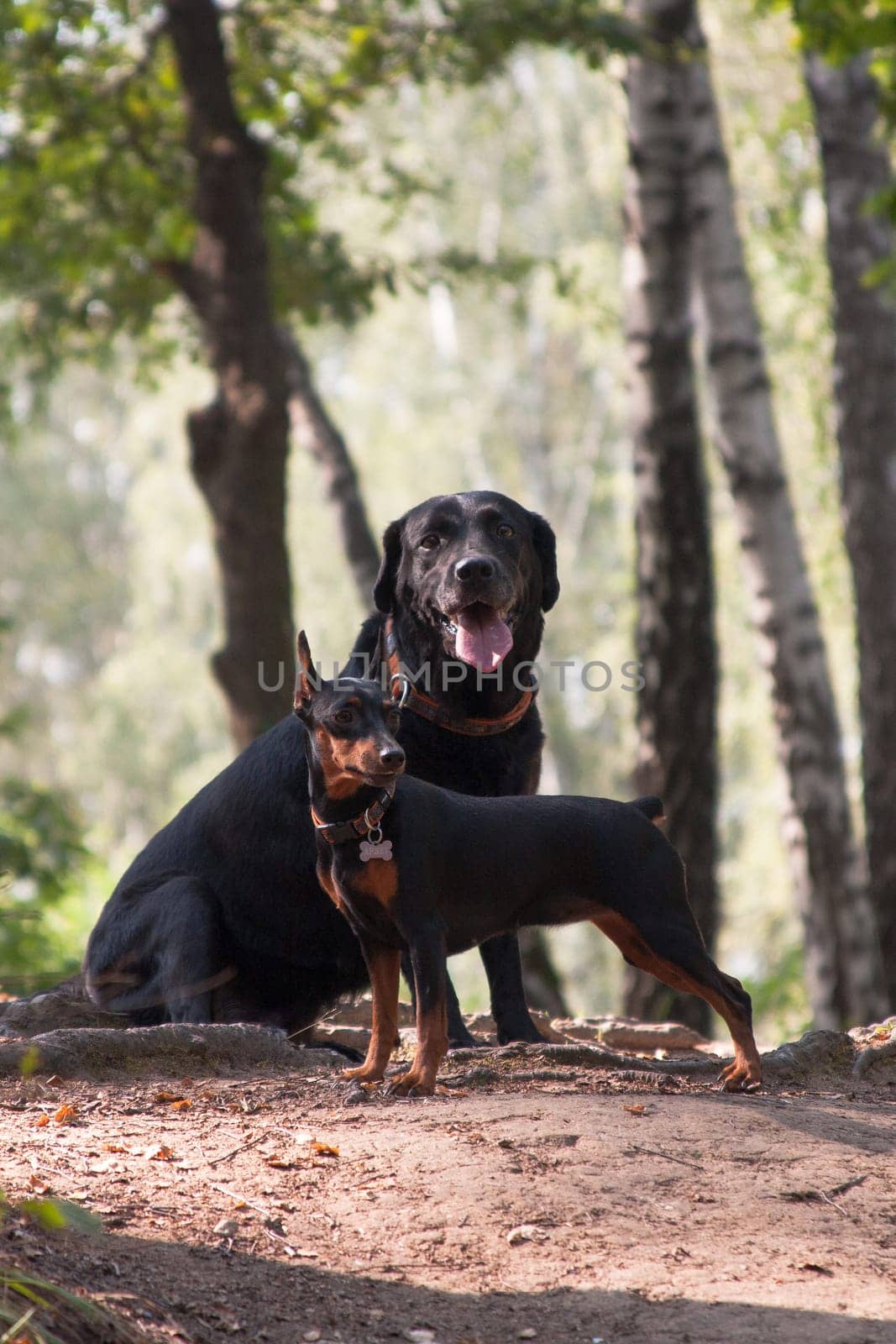 A black labrador dog and a small miniature pinscher dog sit together outdoors in summer
