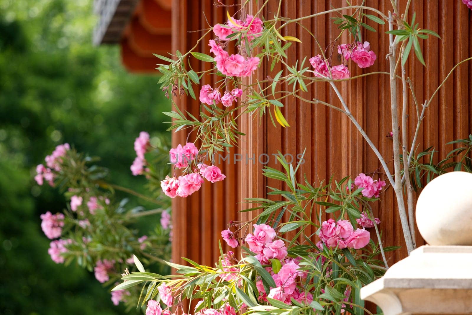 beautiful flowers near the entrance to the house , summer