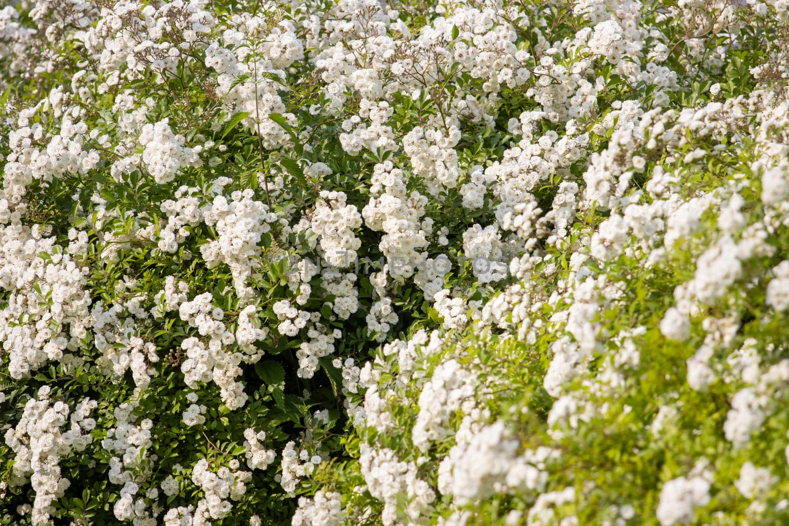 beautiful spring texture small white roses , summer